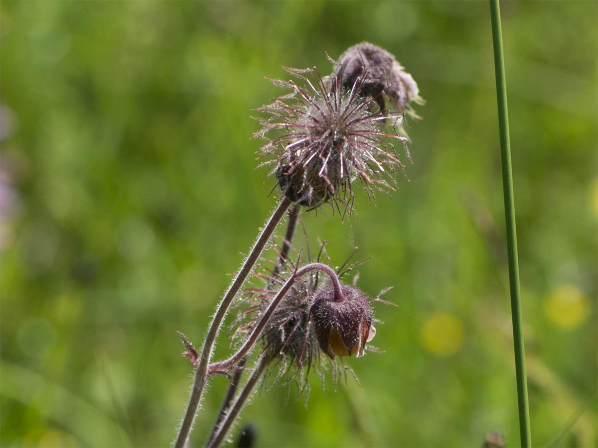 Geum rivale